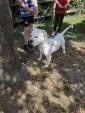 Donne chien bouledogue américain blanc... ANNONCES Bazarok.fr