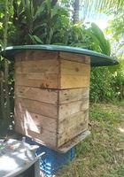Donne ruche d'abeilles... ANNONCES Bazarok.fr