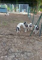 Vends chiots gasconxariegeois... ANNONCES Bazarok.fr