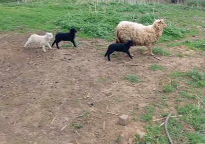 Mouton avec ses 2 agneaux